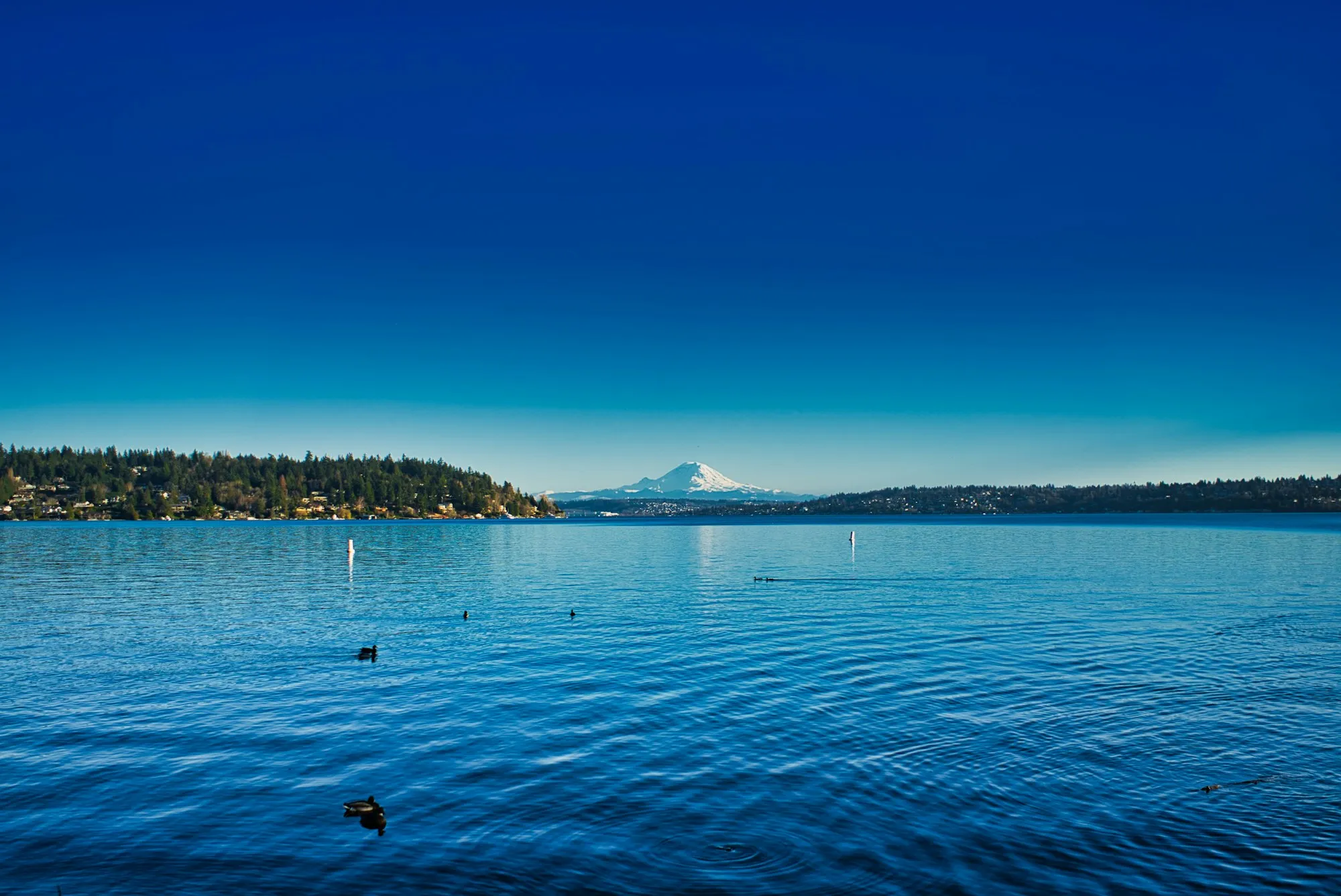 Lake Washington with Mount Rainier on the horizon