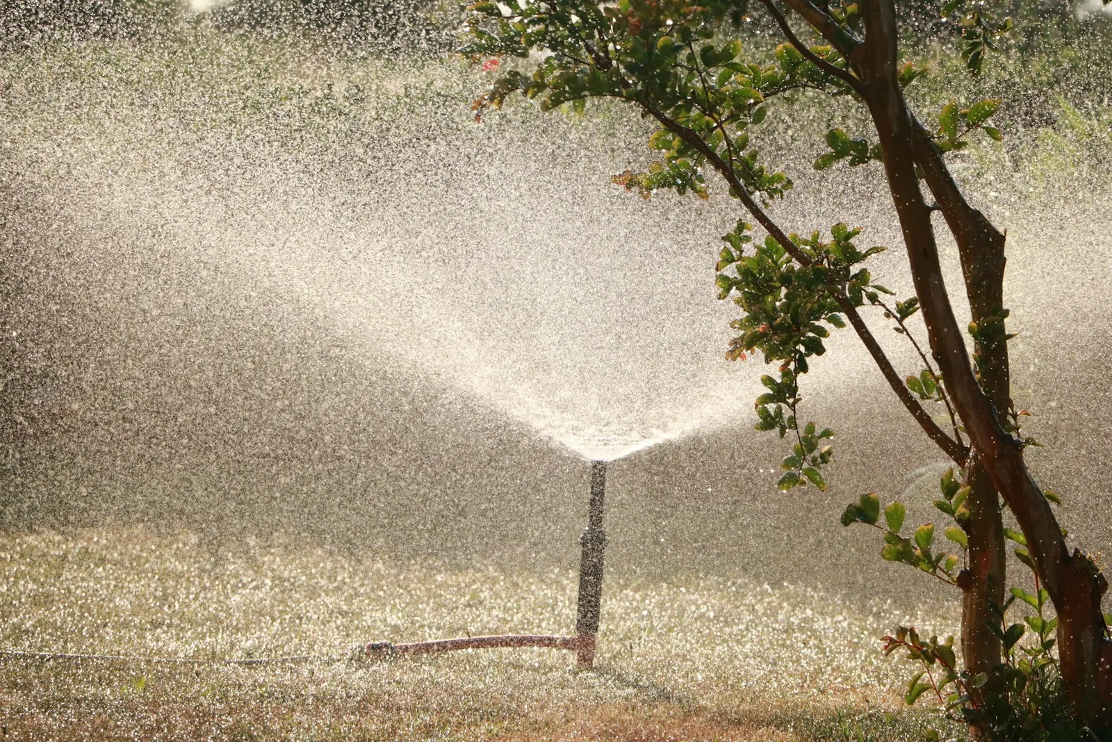 Lawn sprinkler spraying water next to a tree